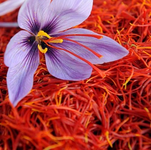 Hoa nghệ tây (Saffron)
