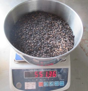 Black pepper (MC, ASTA, CLEAN) 500- 550 - 580 G/L